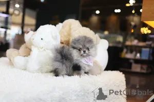 Фото №3. Дом декана Джанет Кей.  США