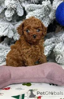 Фото №1. пудель (той) - купить в Хельсинки за 46384₽. Объявление №164030