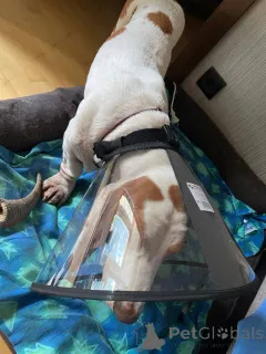 Фото №1. бассет-хаунд - купить в Дармштадт за 62908₽. Объявление №157666