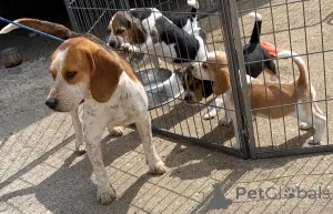 Дополнительные фото: Щенки бигля.