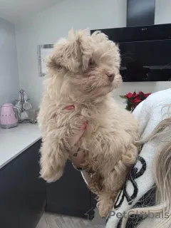 Фото №3. Яблочная голова чихуахуа.  Канада