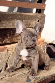 Дополнительные фото: Французский бульдог, экзотические щенки