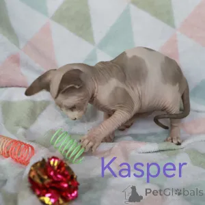 Дополнительные фото: Котята канадского сфинкса