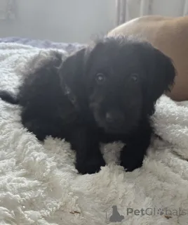 Фото №2 к объявлению №157790 о продаже лабрадор-ретривера - купить в Бельгии заводчик