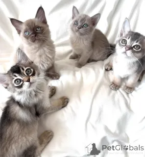 Фото №1. бурма - купить в Грёмитц за 32468₽. Объявление №154159