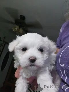 Фото №1. мальтийская болонка - купить в Хельсинки за 51022₽. Объявление №163773