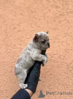 Дополнительные фото: Экзотические щенки французского бульдога Балканского качества ВЫСШЕГО качества.