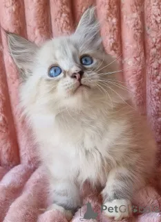 Фото №2 к объявлению №154385 о продаже невская маскарадная - купить в Украине частное объявление, из питомника, заводчик