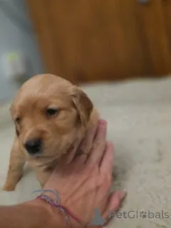 Дополнительные фото: Темно-золотистый ретривер (мальчик девочка)