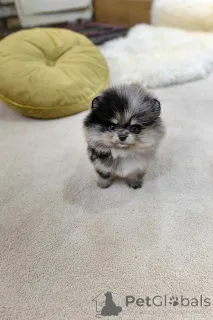 Фото №3. Померанские щенки для усыновления.  Испания