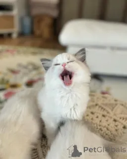 Фото №2 к объявлению №158063 о продаже рэгдолл - купить в Германии заводчик