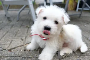 Дополнительные фото: Потрясающие щенки вест-хайленд-терьера