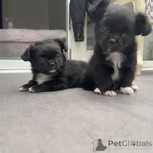 Фото №2 к объявлению №164694 о продаже чихуахуа - купить в Финляндии частное объявление, заводчик