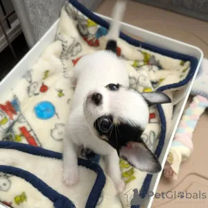 Фото №4. Продажа чихуахуа в Хельсинки частное объявление, из приюта - цена 46384₽