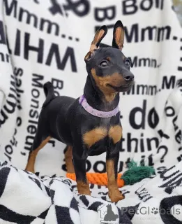 Дополнительные фото: Щенки цвергпинчера