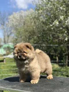 Дополнительные фото: Чоу -чау щенки для продажи! Štenci na prodaju!