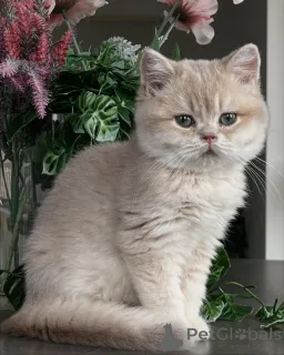 Фото №2 к объявлению №163612 о продаже шиншилла кошка - купить в Германии заводчик