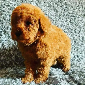 Фото №3. D'adorables chiots Caniche cherchent un foyer amant!.  Франция