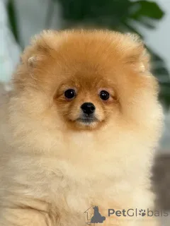 Фото №3. Щенок померанского шпица Тропус.  Литва