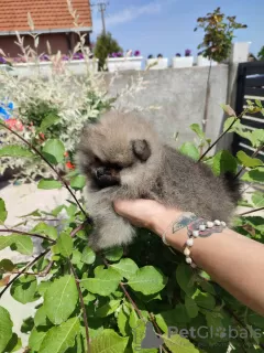 Дополнительные фото: Померанский шпиц