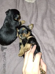 Дополнительные фото: Чистокровные щенки Йоркширского Терьера.