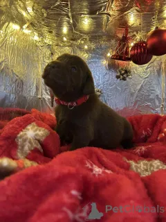 Фото №2 к объявлению №157687 о продаже лабрадудля - купить в Бельгии заводчик