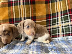 Фото №1.  - купить в Берлине за договорная. Объявление №166429