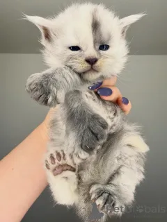 Фото №1. мейн-кун - купить в Ниже за 46384₽. Объявление №164230