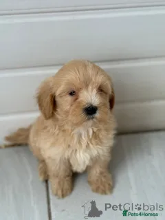 Фото №4. Продажа пуделя (той) в Берлине частное объявление, из приюта - цена 51022₽