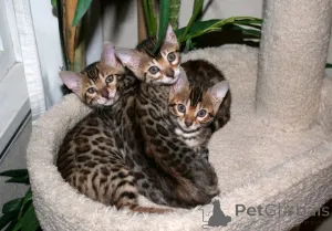 Фото №2 к объявлению №161349 о продаже бенгальская - купить в Бельгии частное объявление