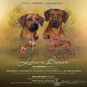 Дополнительные фото: rhodesian ridgeback