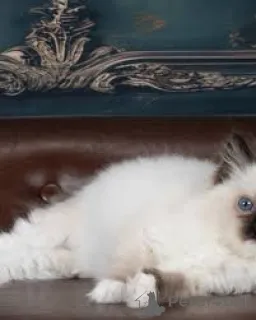 Фото №3. Рэгдолл-Kätzchen zu verkaufen. Австрия