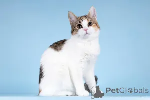 Фото №1.  - купить в Химках за Бесплатно. Объявление №157211