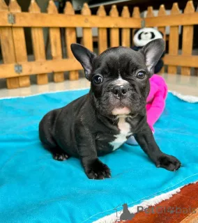 Фото №3. Доступны здоровые голубые щенки французского бульдога.  Германия