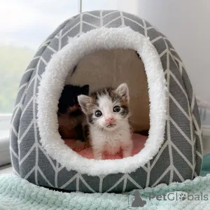 Фото №3. Милые и очаровательные котята доступны для продажи. Германия