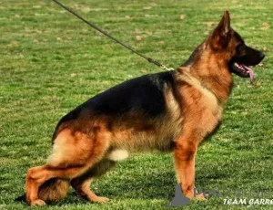 Фото №3. Немецкие овчарки щенков.  Сербия