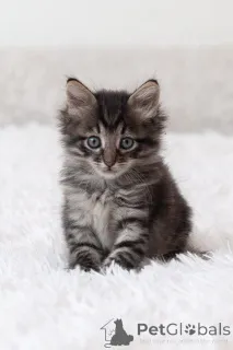 Фото №1.  - купить в Москве реке за Бесплатно. Объявление №150133