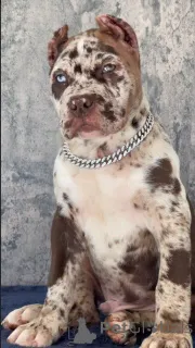 Фото №2 к объявлению №155093 о продаже кане-корсо - купить в Швейцарии заводчик