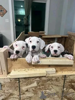 Фото №1. аргентинский дог - купить в Берлине за 185534₽. Объявление №139062