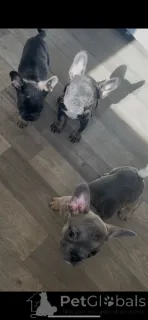 Дополнительные фото: Kc registered French bulldogs..whatsapp me at 44 7453 907158