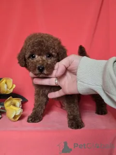 Фото №3. Rote Zwerg pudel welpen.  Сербия