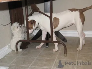 Фото №2 к объявлению №139939 о продаже мальтийскую болонку - купить в Германии 