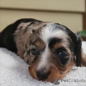 Фото №2 к объявлению №159136 о продаже таксу - купить в Швейцарии заводчик