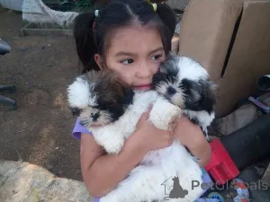 Фото №2 к объявлению №166182 о продаже ши-тцу - купить в Германии частное объявление