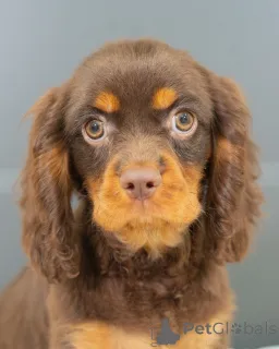 Фото №2 к объявлению №157214 о продаже кинг-чарльз-спаниеля - купить в Германии частное объявление