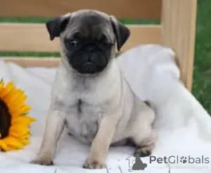 Фото №3. Купля Mopshondpuppy.  Нидерланды