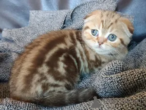 Фото №2 к объявлению №161900 о продаже шотландская вислоухая (скоттиш фолд) - купить в Бельгии частное объявление