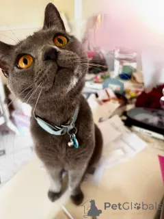 Фото №2 к объявлению №158743 о продаже шартрез - купить в Франции частное объявление