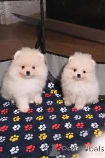 Фото №1. померанский шпиц - купить в Вспоминание за Бесплатно. Объявление №160302