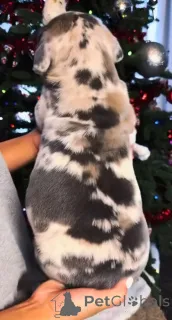 Фото №3. Познакомьтесь с Тором, нашим нежным гигантом на тренировке. Верный, храбрый и.  Финляндия